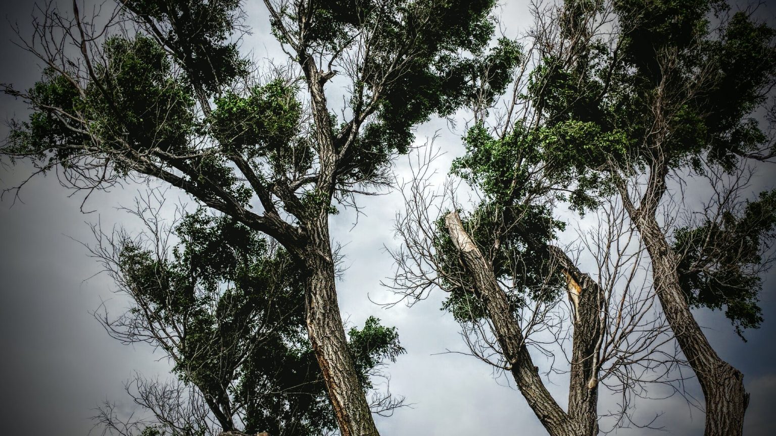 Looking Up, Original Photography, Resources
