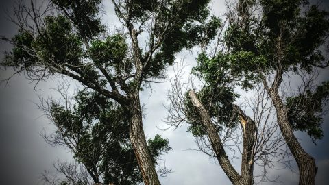 Looking Up, Original Photography, Resources